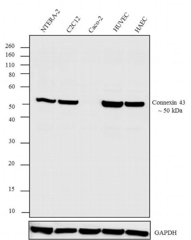 Connexin 43 Antibody