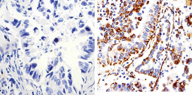 Connexin 43 Antibody in Immunohistochemistry (Paraffin) (IHC (P))