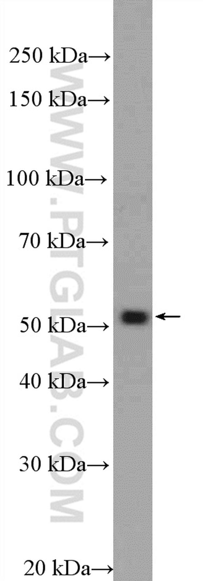 MOF Antibody in Western Blot (WB)