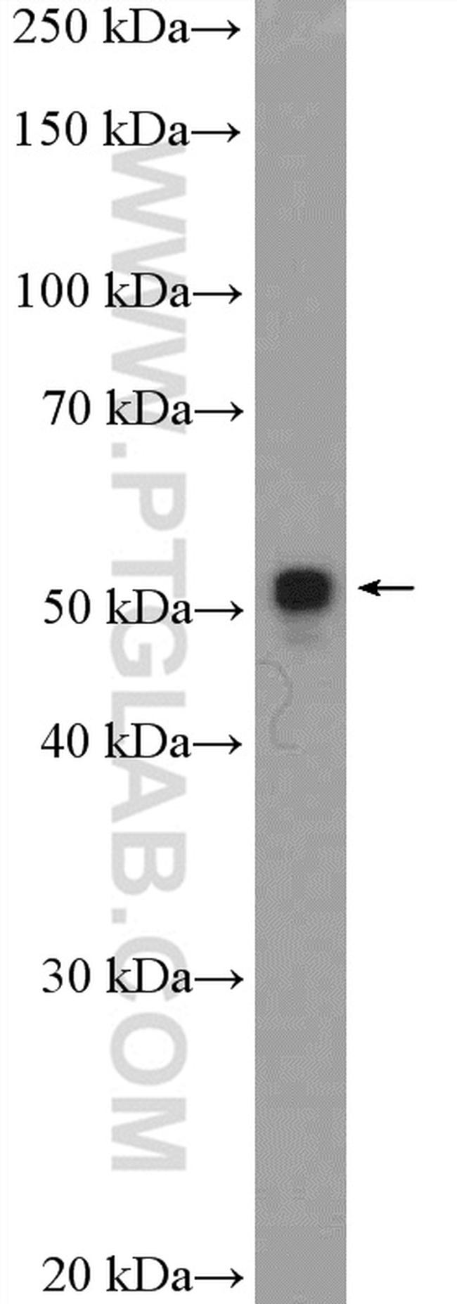 MOF Antibody in Western Blot (WB)