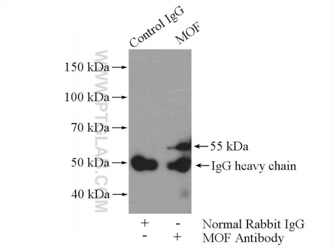 MOF Antibody in Immunoprecipitation (IP)