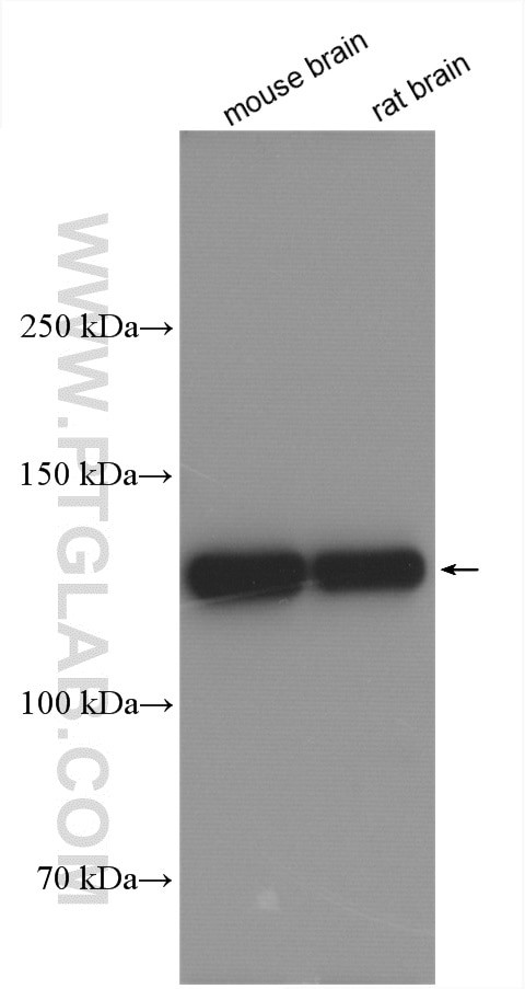 CNTN1 Antibody in Western Blot (WB)