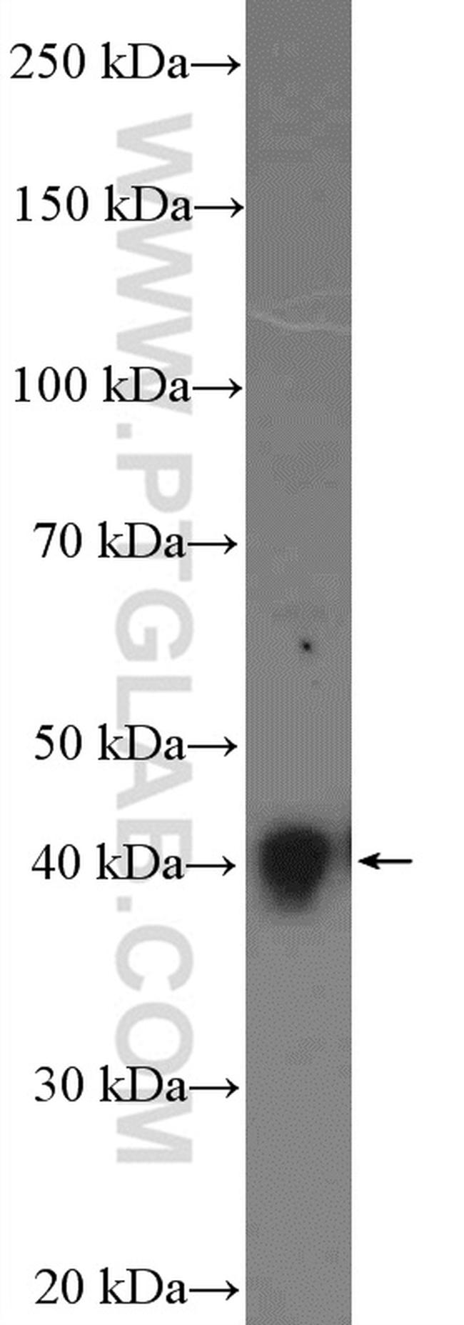 SH3GL3 Antibody in Western Blot (WB)