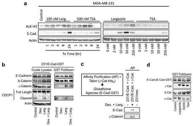 gamma Catenin Antibody in Western Blot (WB)