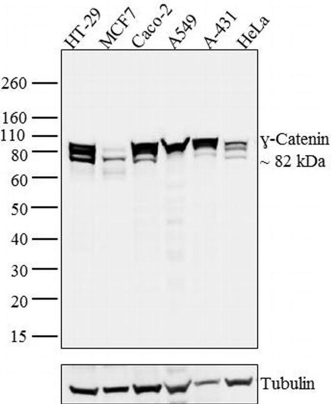 gamma Catenin Antibody in Western Blot (WB)