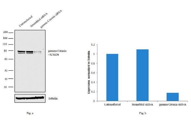 gamma Catenin Antibody in Western Blot (WB)