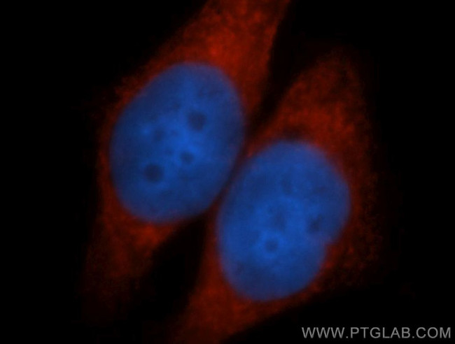 AEG-1/MTDH Antibody in Immunocytochemistry (ICC/IF)