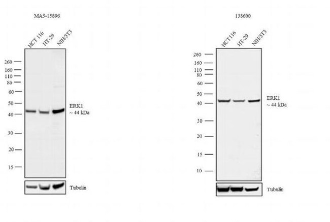 ERK1 Antibody