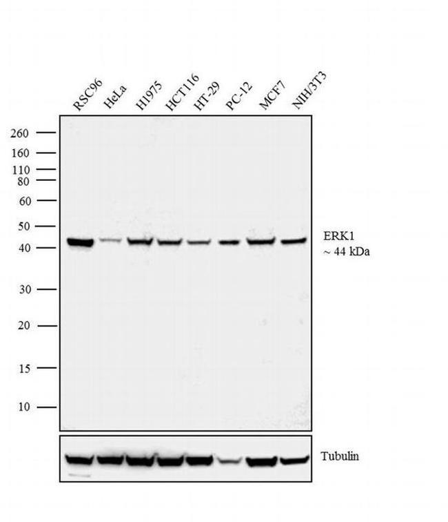 ERK1 Antibody in Western Blot (WB)