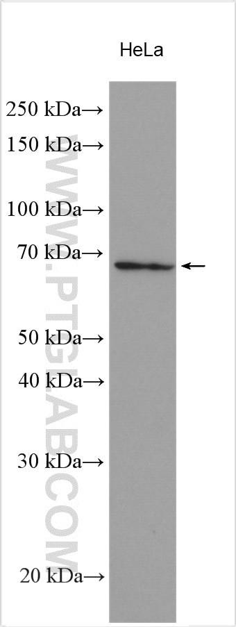 Frizzled 9 Antibody in Western Blot (WB)