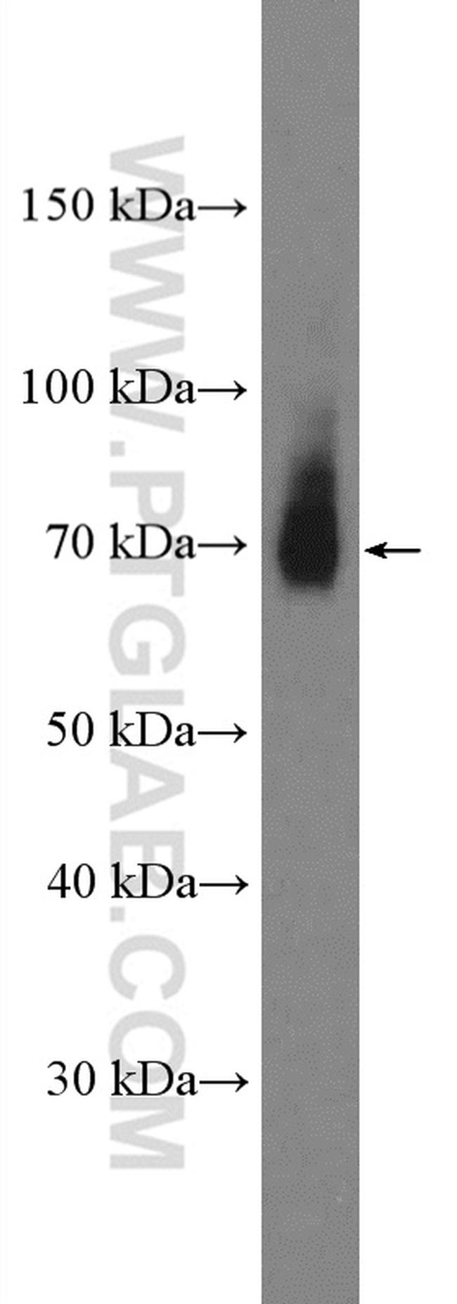 Frizzled 9 Antibody in Western Blot (WB)