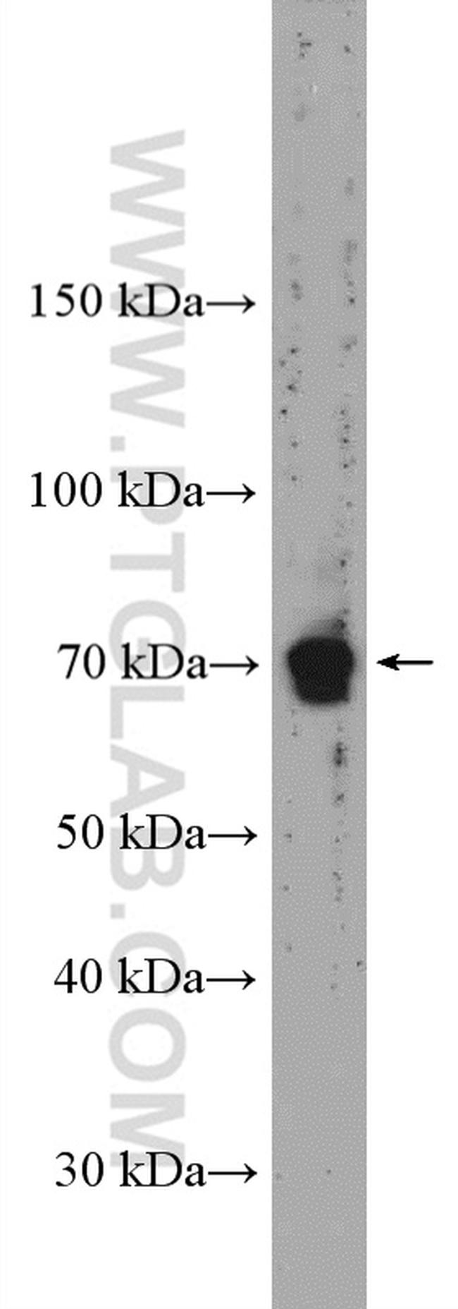 Frizzled 9 Antibody in Western Blot (WB)