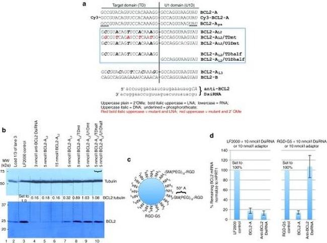 Bcl-2 Antibody in Western Blot (WB)