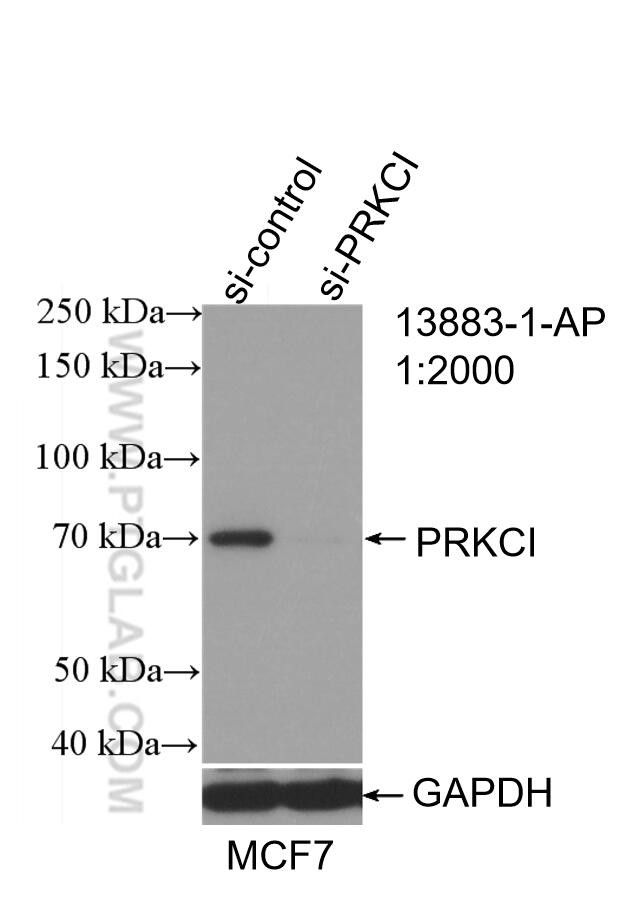 PKC iota Antibody in Western Blot (WB)