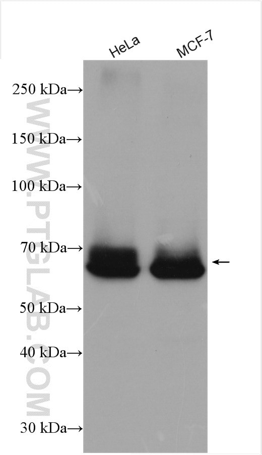 PKC iota Antibody in Western Blot (WB)