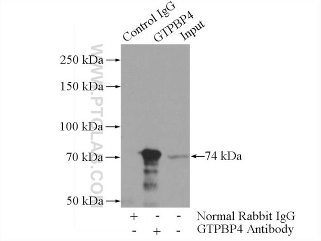 GTPBP4 Antibody in Immunoprecipitation (IP)