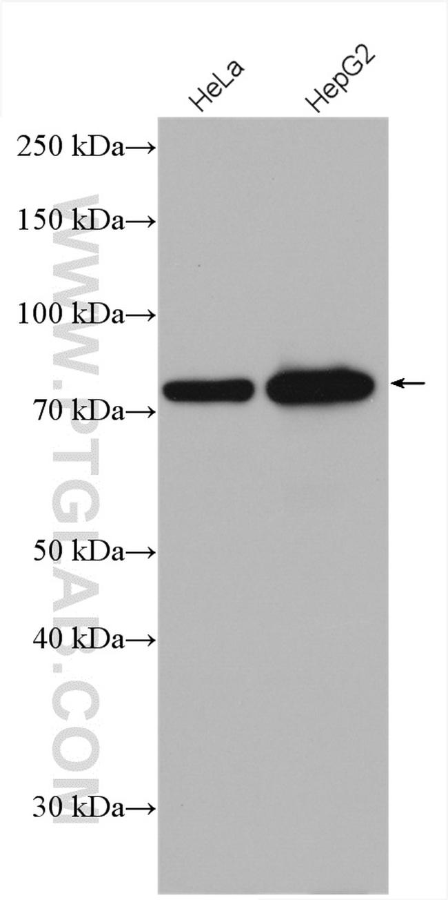 GTPBP4 Antibody in Western Blot (WB)