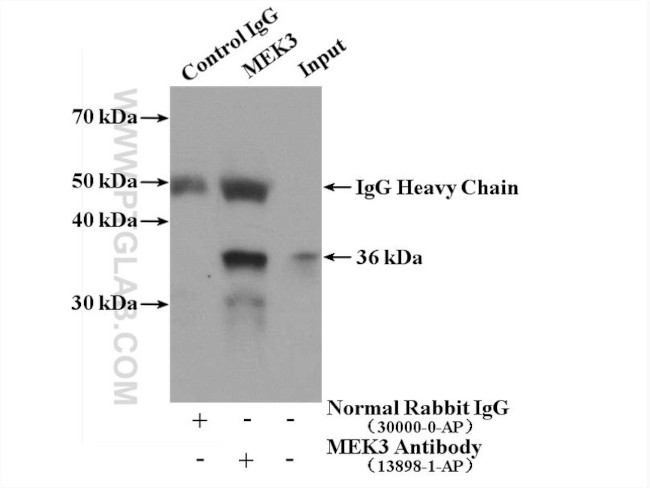 MEK3 Antibody in Immunoprecipitation (IP)