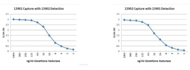 Glutathione Reductase Antibody in ELISA (ELISA)