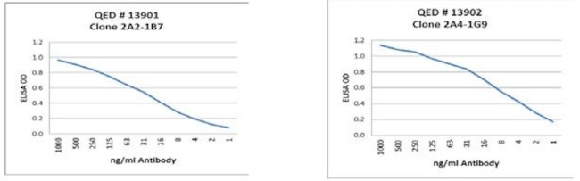 Glutathione Reductase Antibody in ELISA (ELISA)