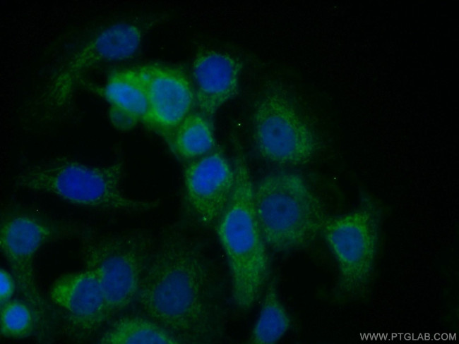 SODD/BAG4 Antibody in Immunocytochemistry (ICC/IF)