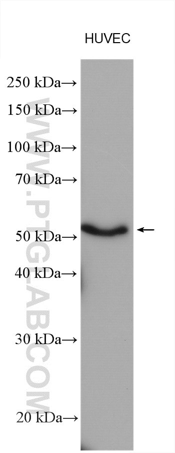 HORMAD1 Antibody in Western Blot (WB)