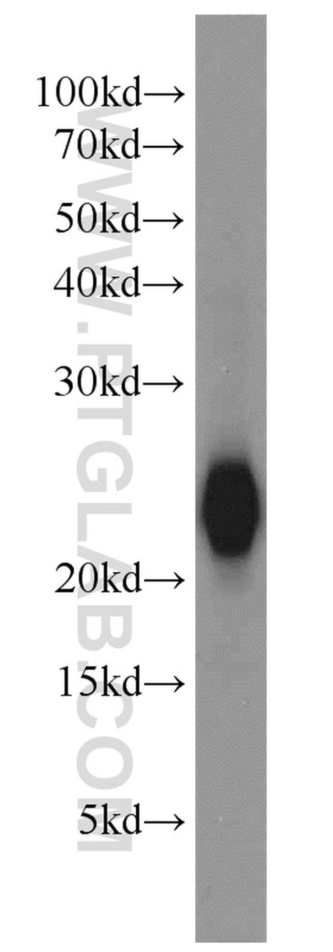 VILIP-1 Antibody in Western Blot (WB)