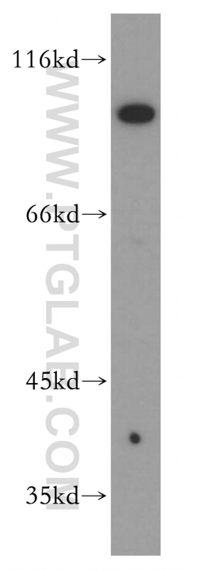 PTPRE Antibody in Western Blot (WB)