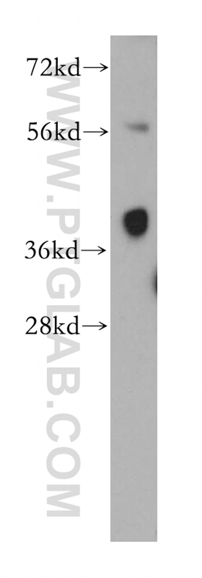 DCX Antibody in Western Blot (WB)