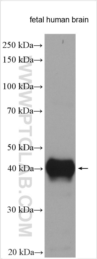 DCX Antibody in Western Blot (WB)