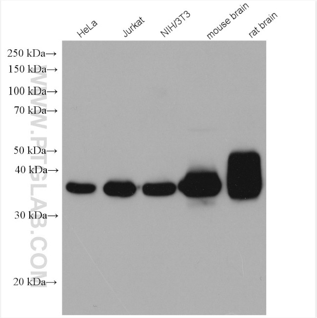 GNAQ Antibody in Western Blot (WB)