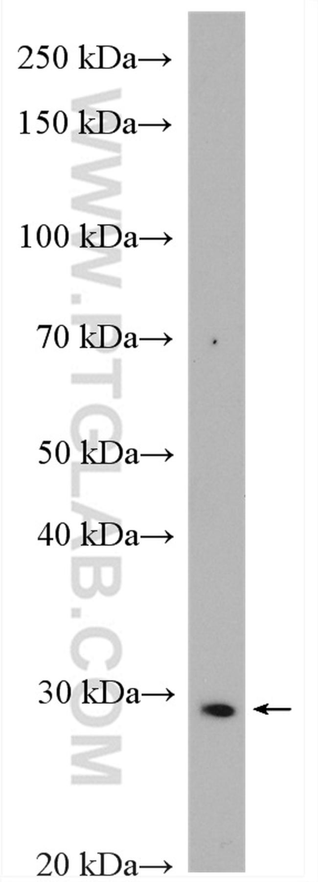 MDP-1 Antibody in Western Blot (WB)