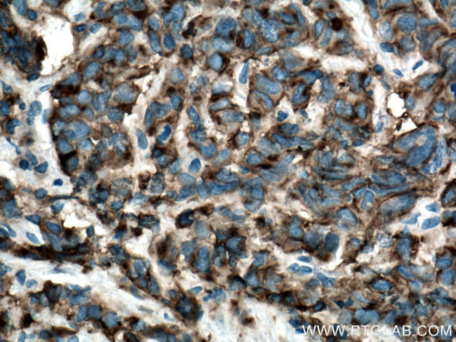 CA4 Antibody in Immunohistochemistry (Paraffin) (IHC (P))