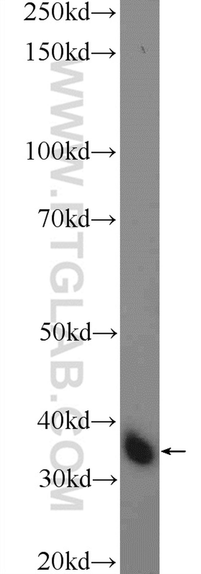 CA4 Antibody in Western Blot (WB)