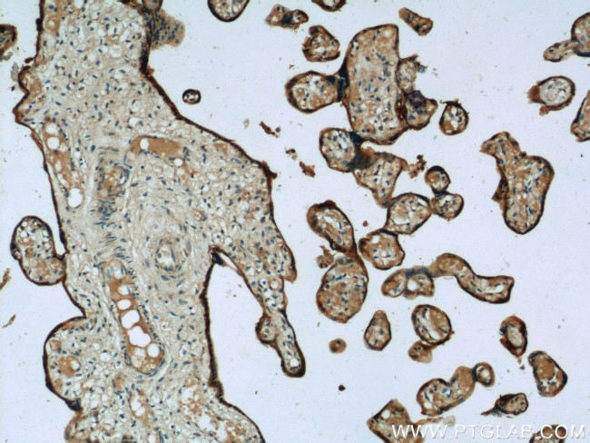 SIGLEC7 Antibody in Immunohistochemistry (Paraffin) (IHC (P))