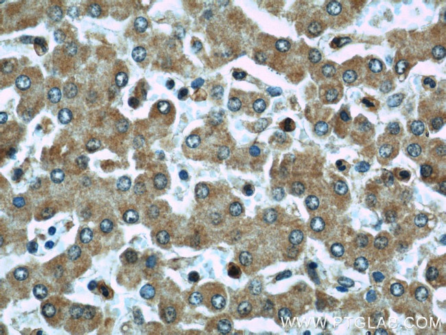 SIGLEC7 Antibody in Immunohistochemistry (Paraffin) (IHC (P))