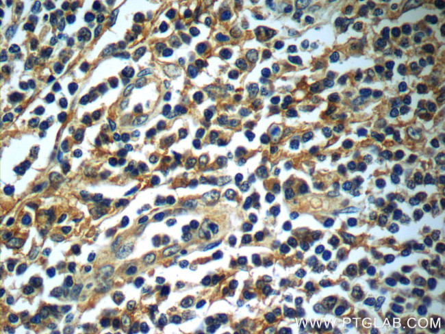 SIGLEC7 Antibody in Immunohistochemistry (Paraffin) (IHC (P))