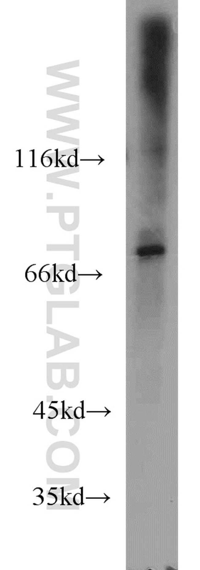 SIGLEC7 Antibody in Western Blot (WB)