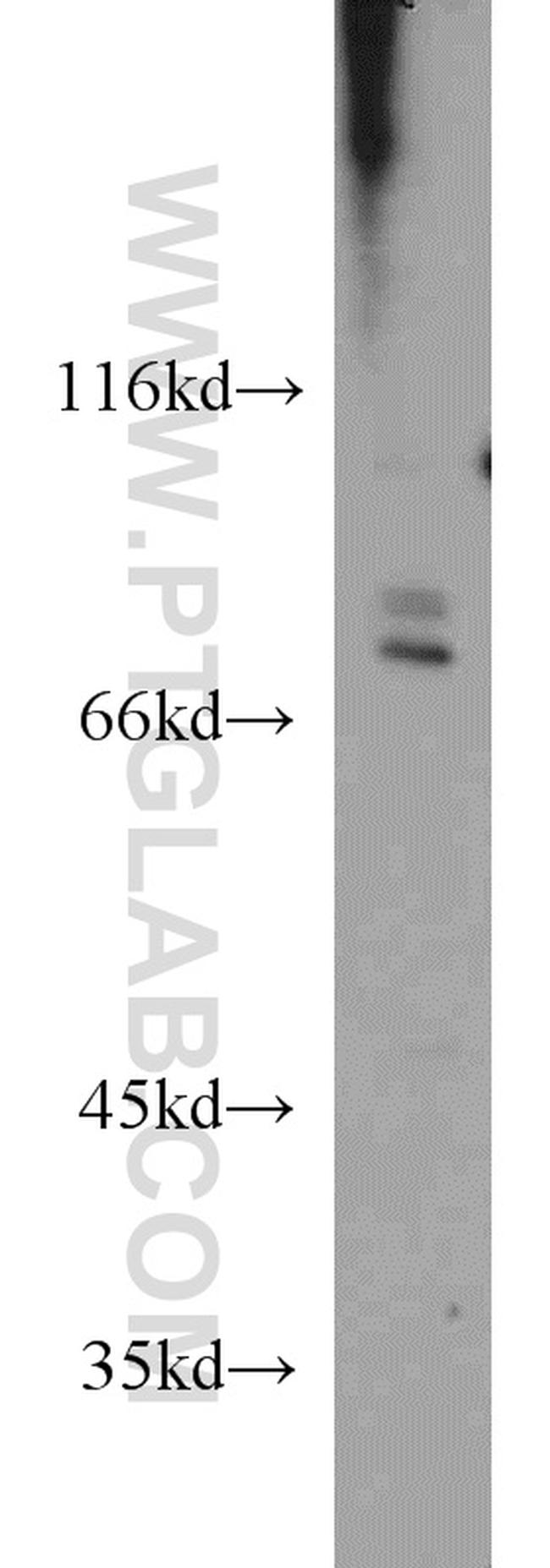 SIGLEC7 Antibody in Western Blot (WB)