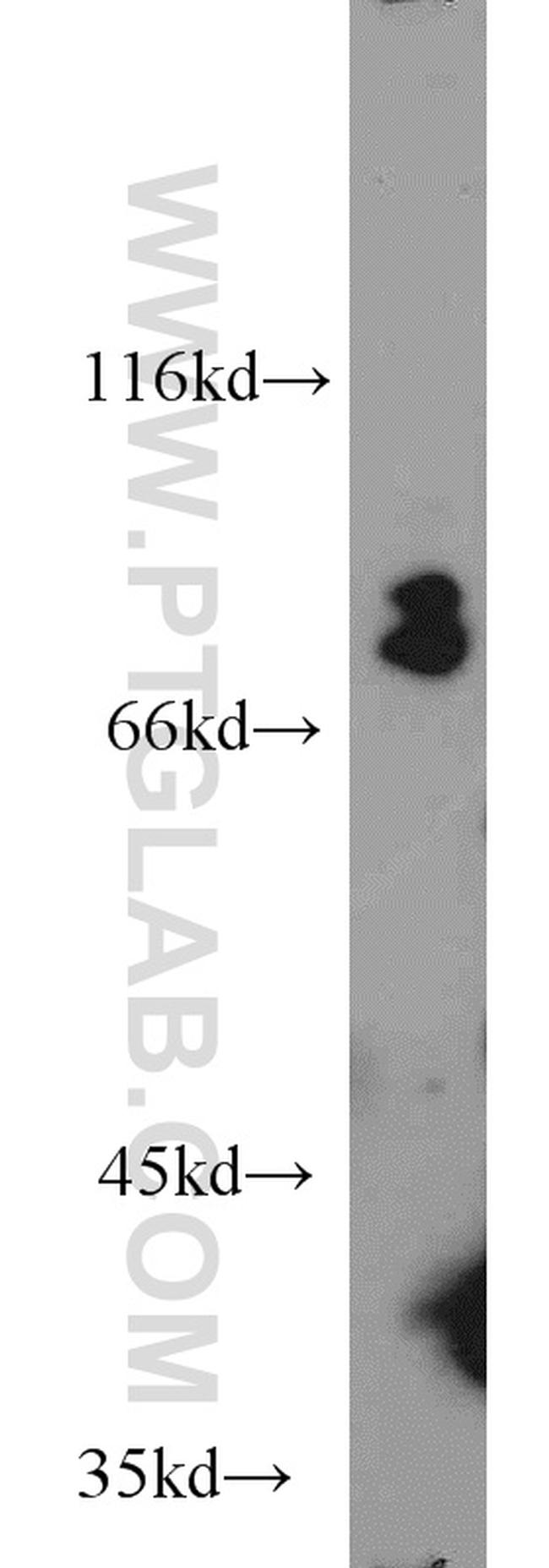 SIGLEC7 Antibody in Western Blot (WB)