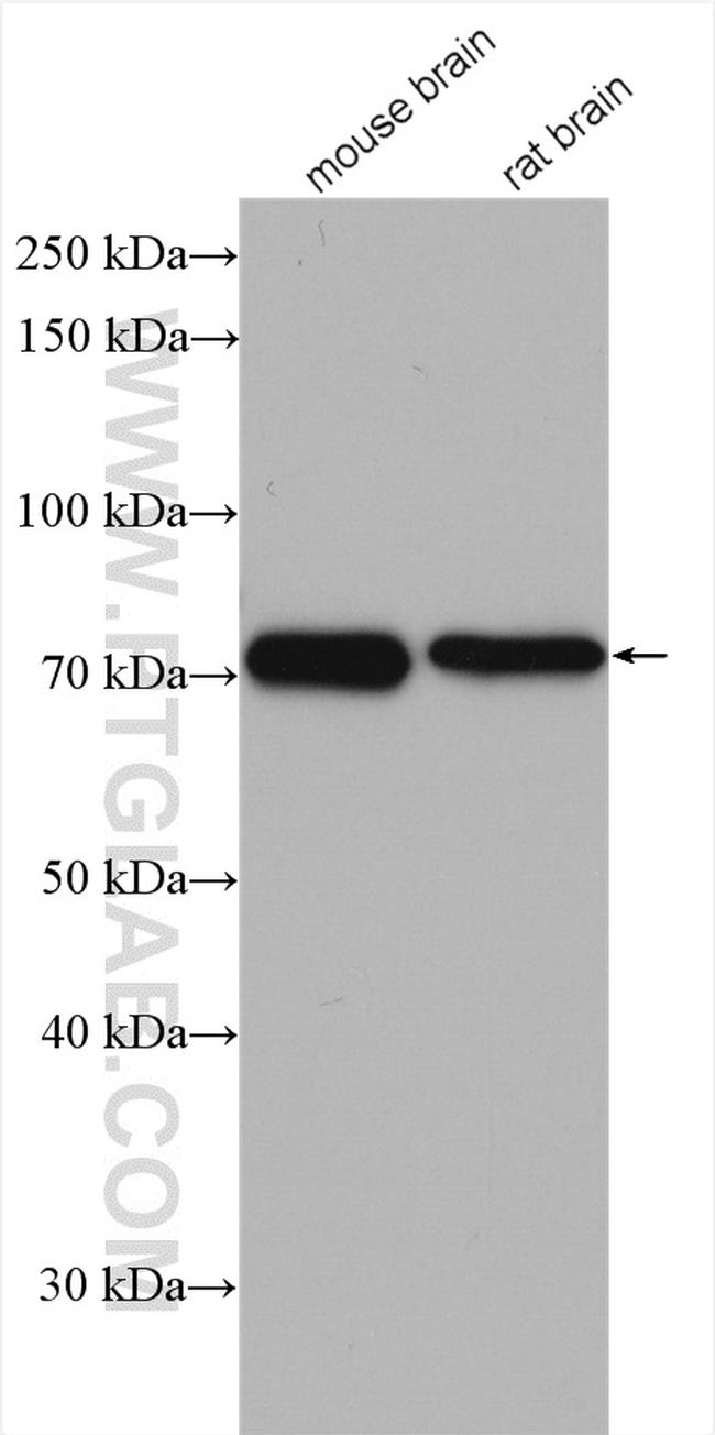 PGM2L1 Antibody in Western Blot (WB)