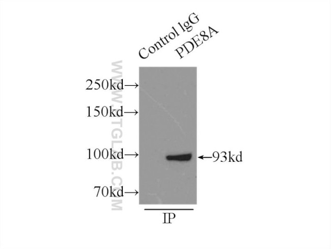 PDE8A Antibody in Immunoprecipitation (IP)