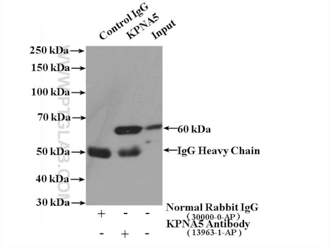 KPNA5 Antibody in Immunoprecipitation (IP)