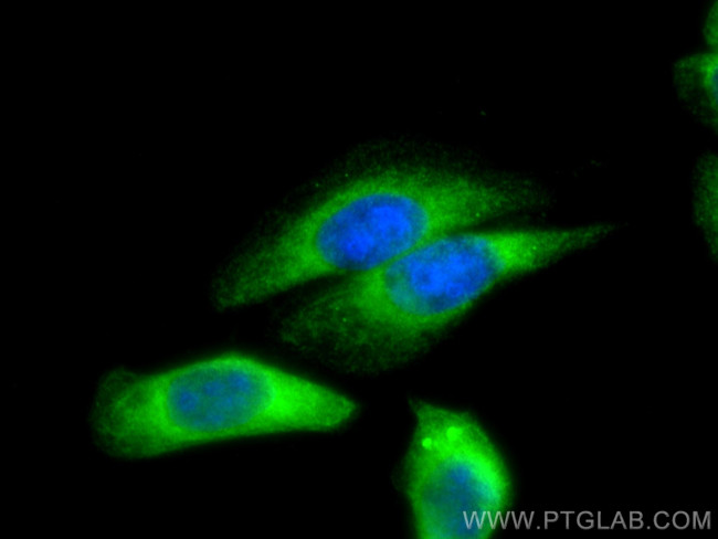 MICAL2 Antibody in Immunocytochemistry (ICC/IF)