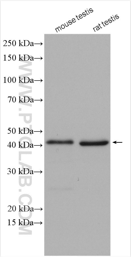 DDI1 Antibody in Western Blot (WB)