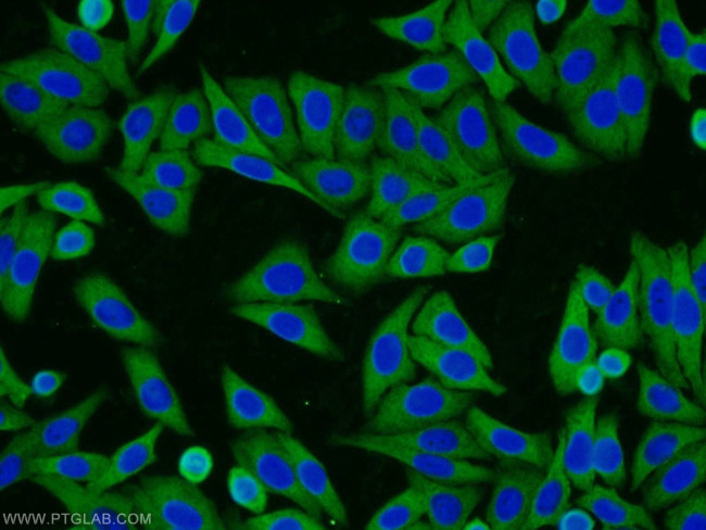 HSPA1L Antibody in Immunocytochemistry (ICC/IF)