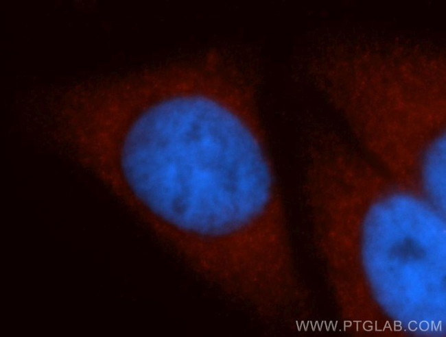 HSPA1L Antibody in Immunocytochemistry (ICC/IF)