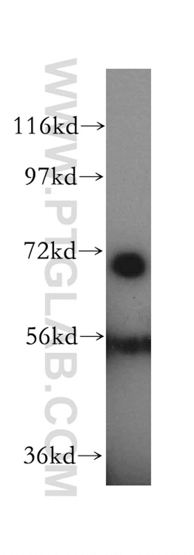 HSPA1L Antibody in Western Blot (WB)