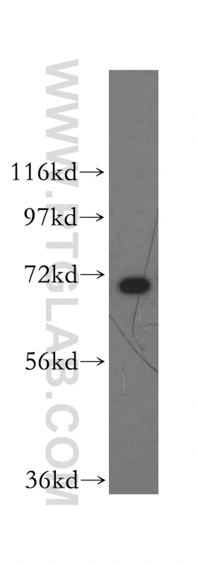 HSPA1L Antibody in Western Blot (WB)