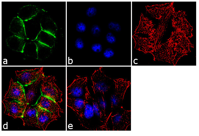 alpha Catenin Antibody in Immunocytochemistry (ICC/IF)